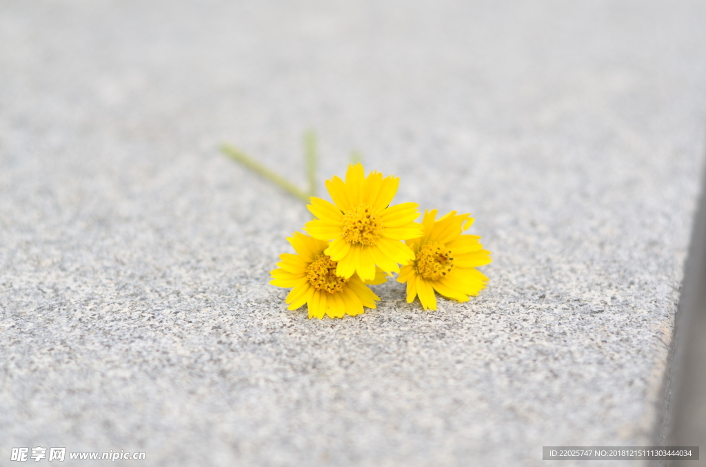 三朵小黄花