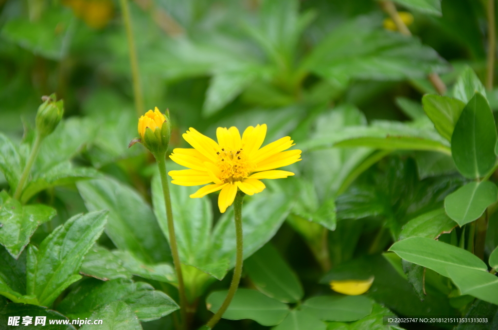 小黄花