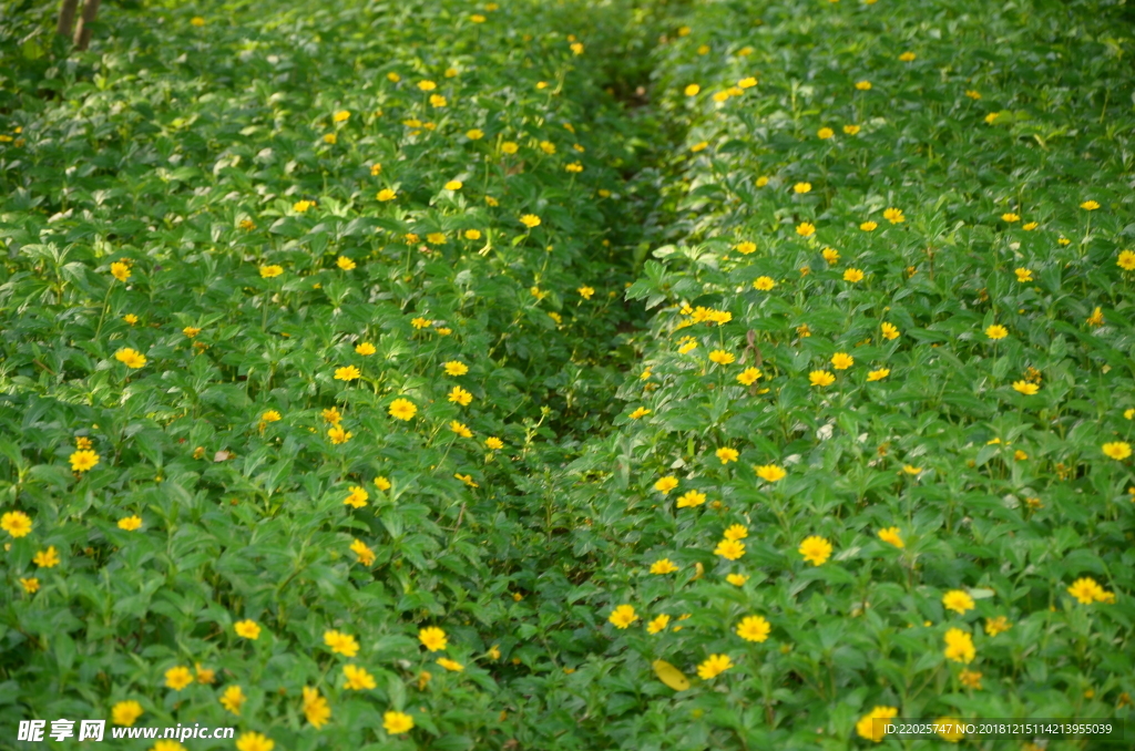一片小黄花