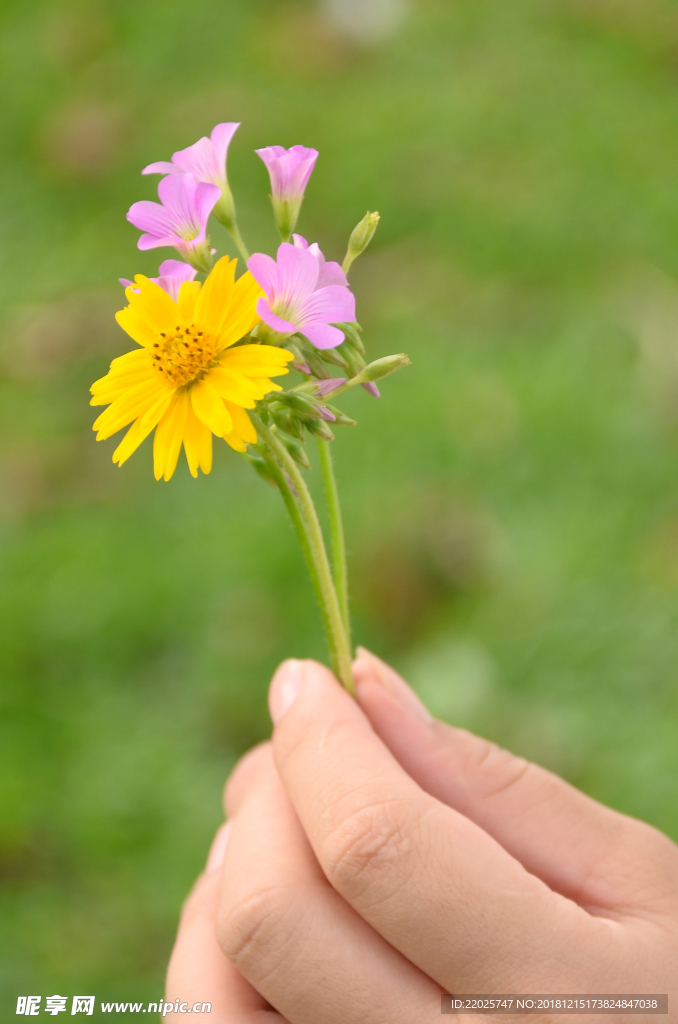 手拿花朵