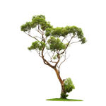 森林古树