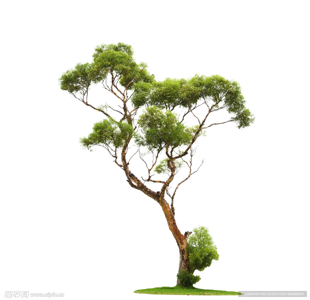 森林古树
