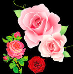 玫瑰花