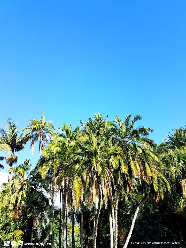 椰子树