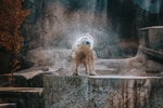 熊