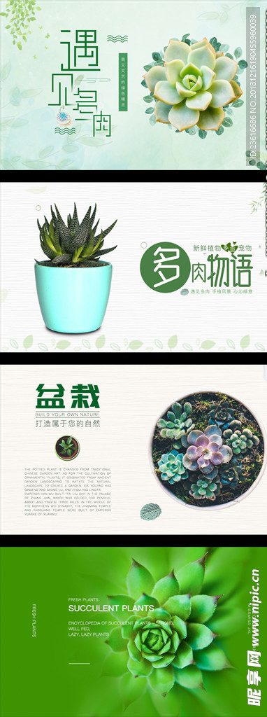 多肉植物海报