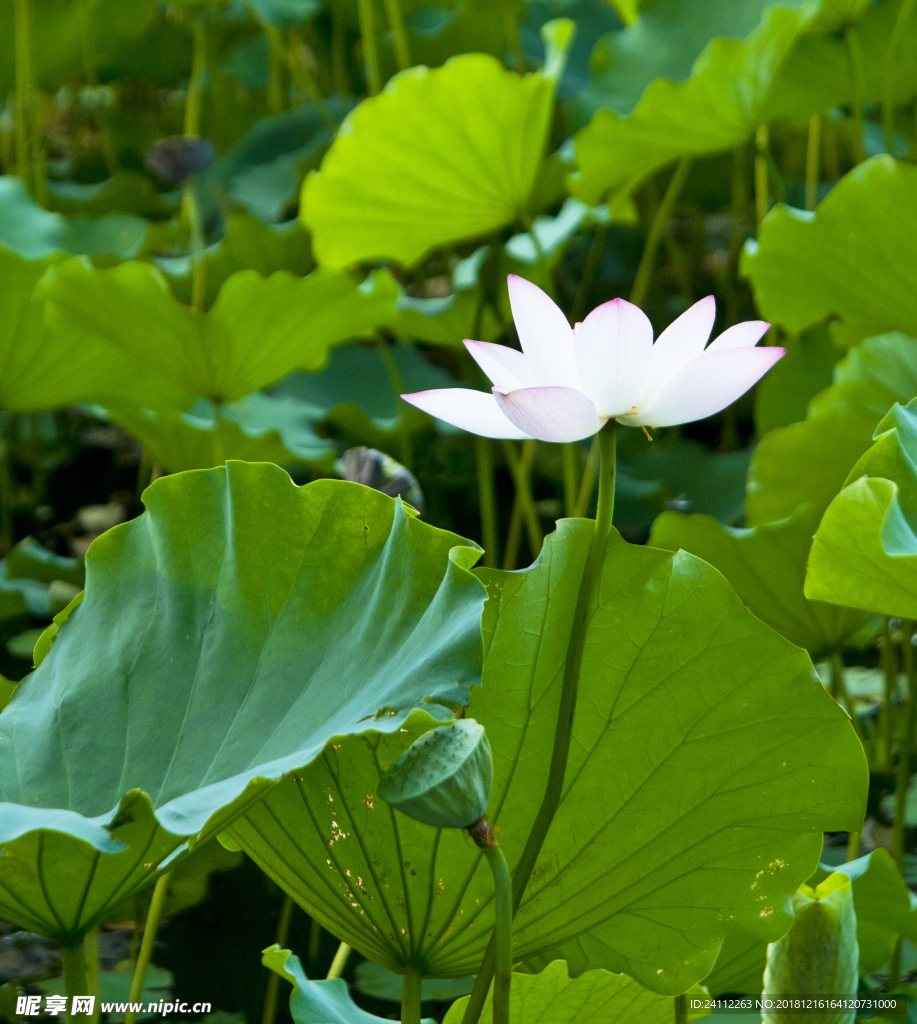 夏韵  荷花