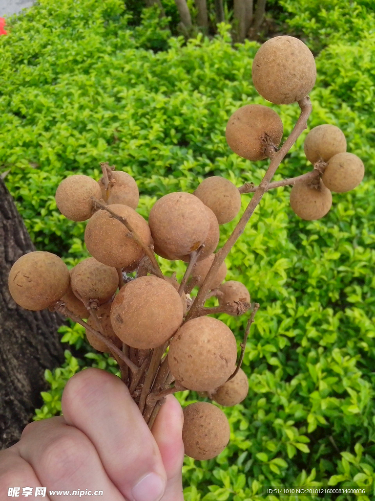 手持桂圆