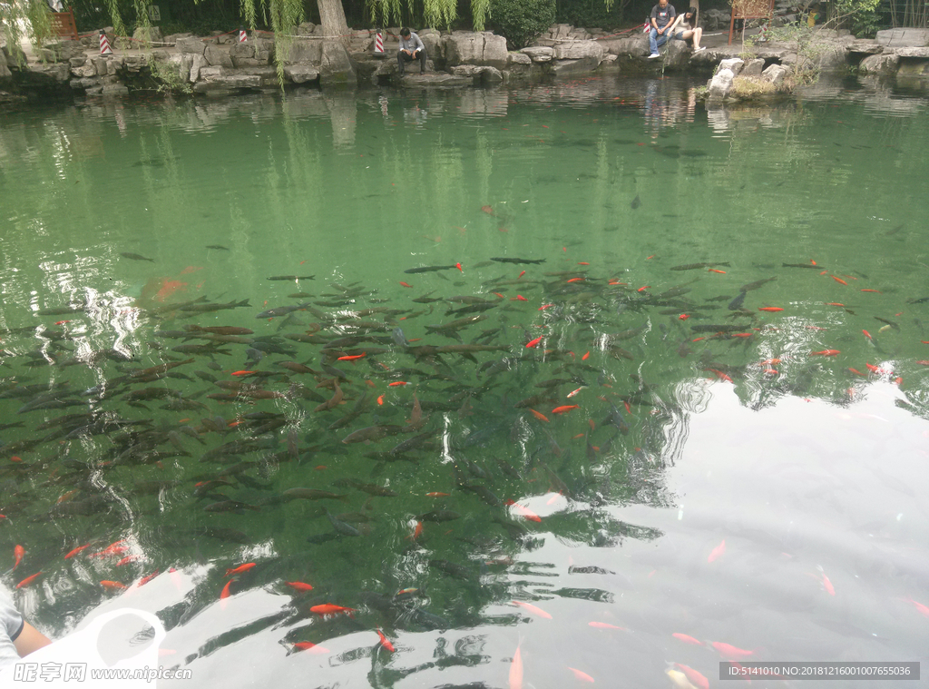 湖中鱼