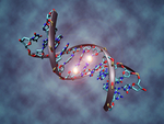 基因DNA
