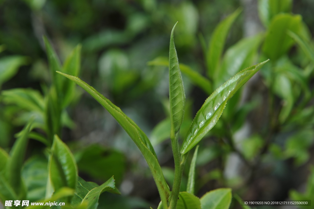 云南普洱 茶树 茶叶 茶芽