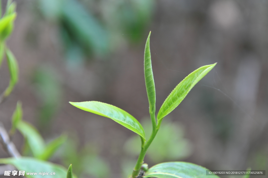 云南普洱 茶树 茶叶 茶芽