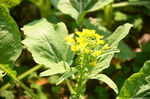 油菜花