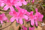 杜鹃花