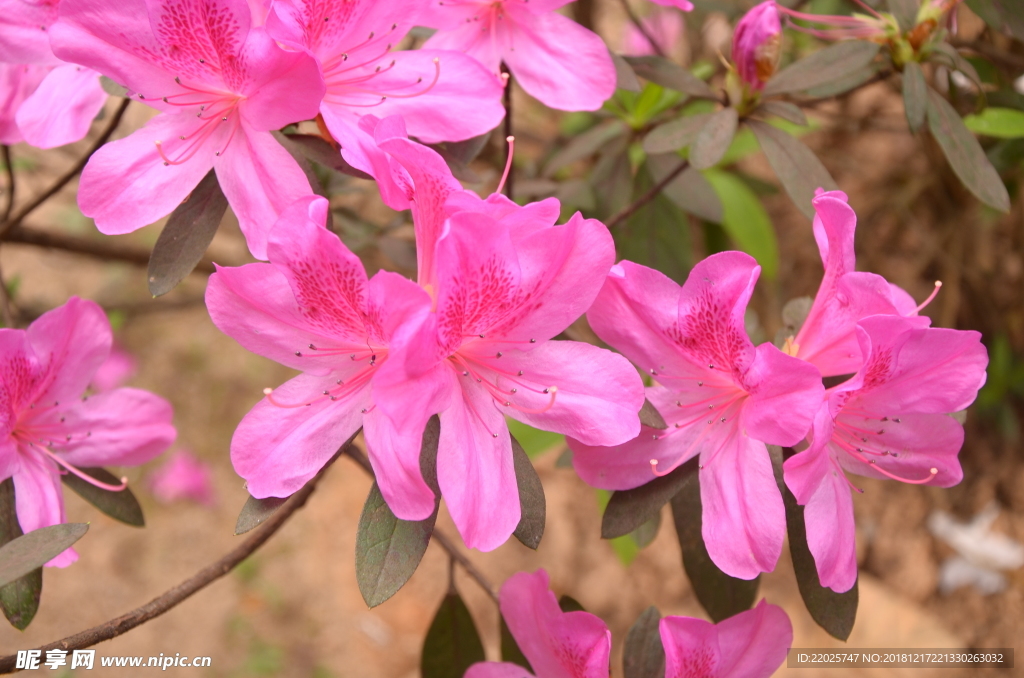杜鹃花