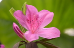 杜鹃花