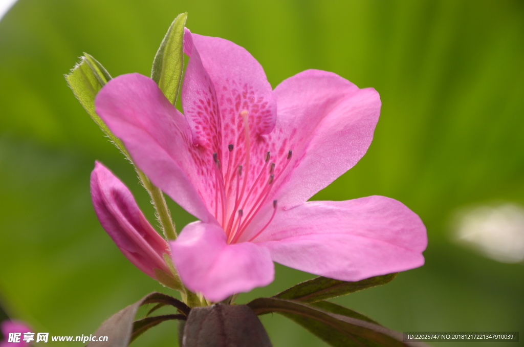 杜鹃花