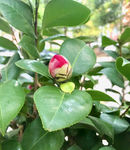 山茶花