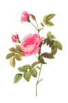 插画花卉