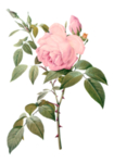 插画花卉