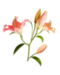 插画花卉