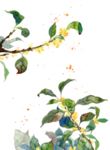 插画花卉