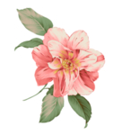插画花卉