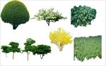 梨树园林景观植物素材