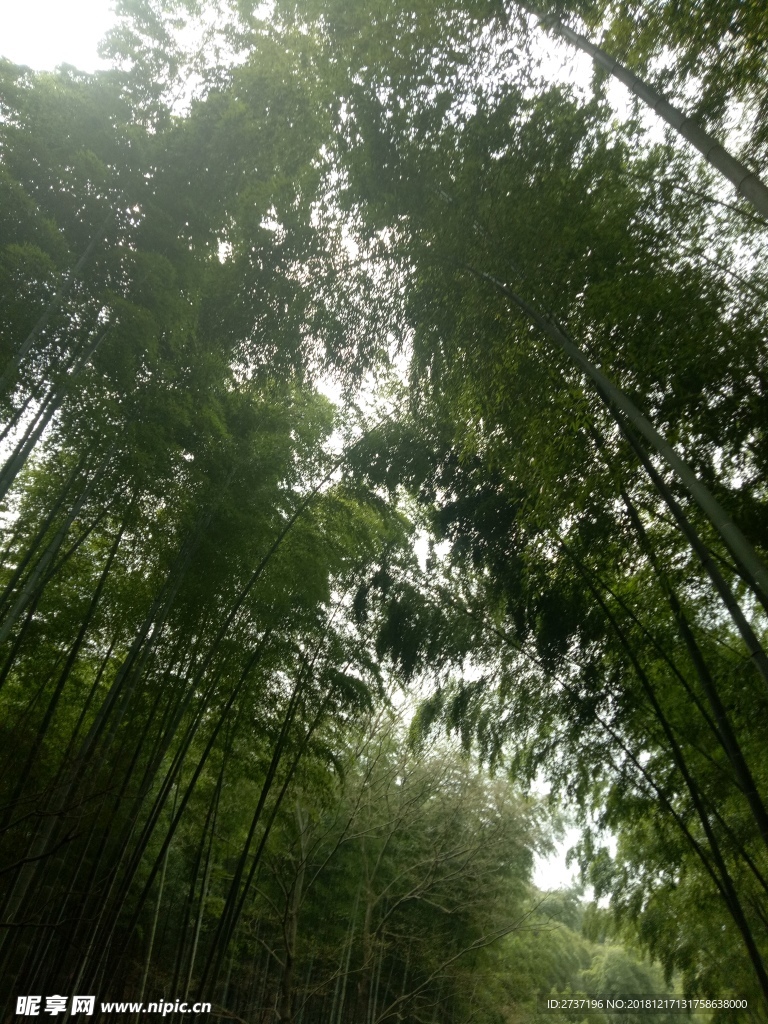 竹海