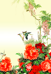 牡丹花