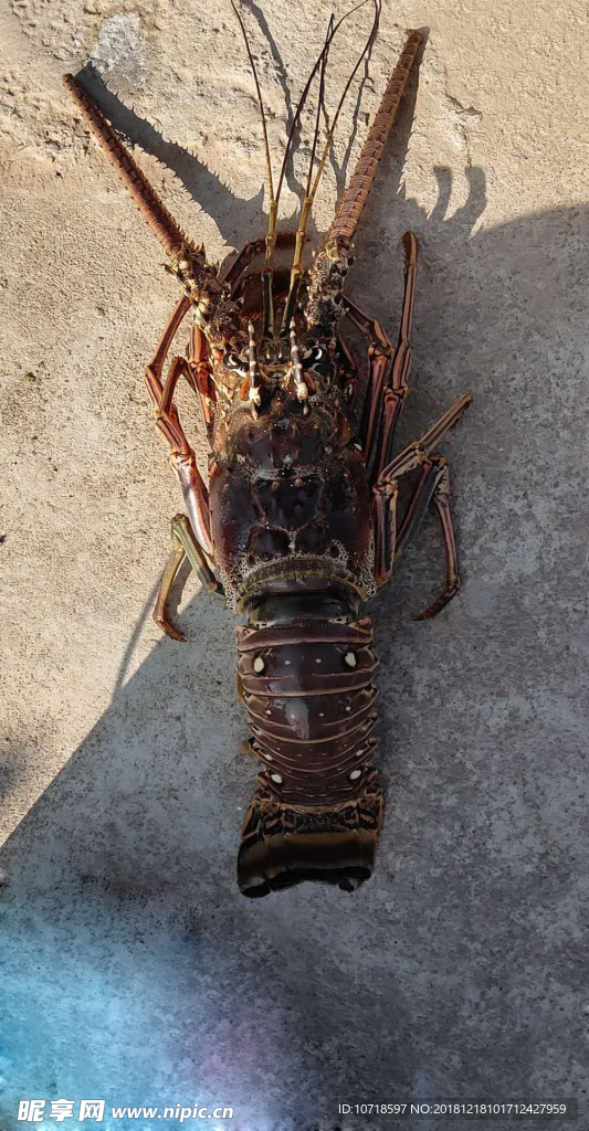 大龙虾
