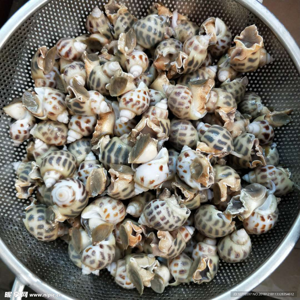 海螺