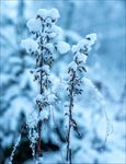 雪景