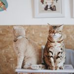 两只猫