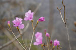 山杜鹃花 杜鹃花