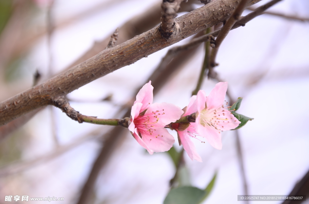 桃花