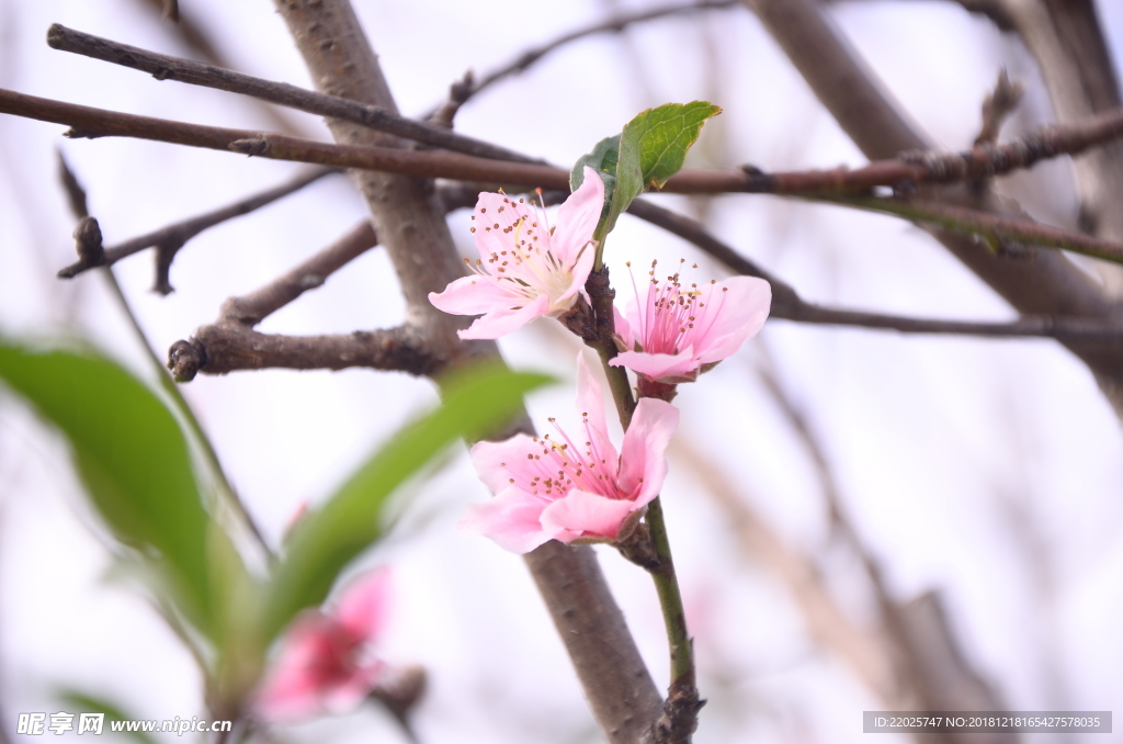 桃花