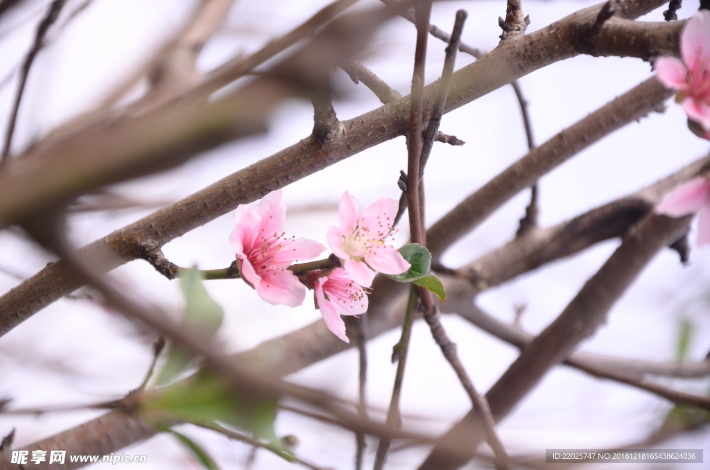 桃花