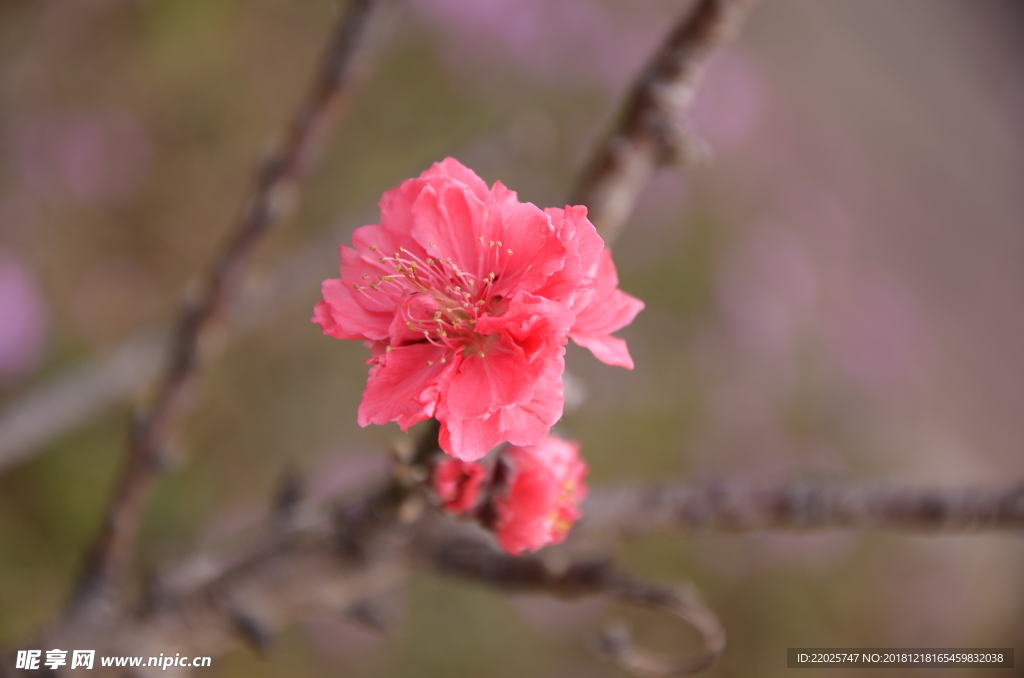 桃花