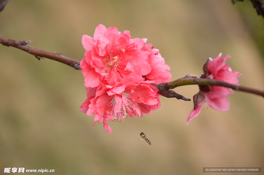 蜜蜂与桃花