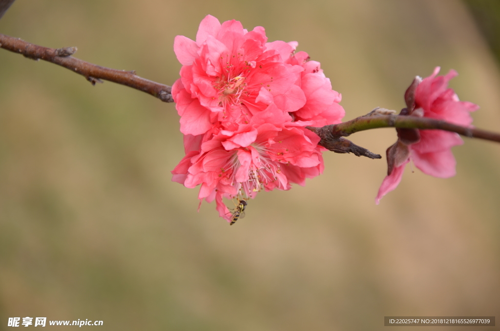 蜜蜂与桃花