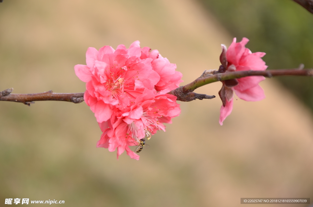 蜜蜂与桃花