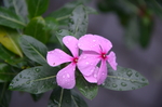 长春花
