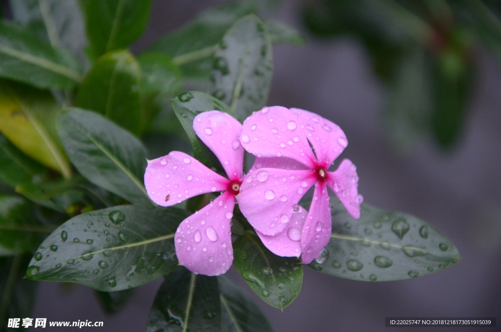 长春花