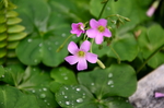 红花酢浆草