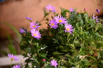 荷兰菊