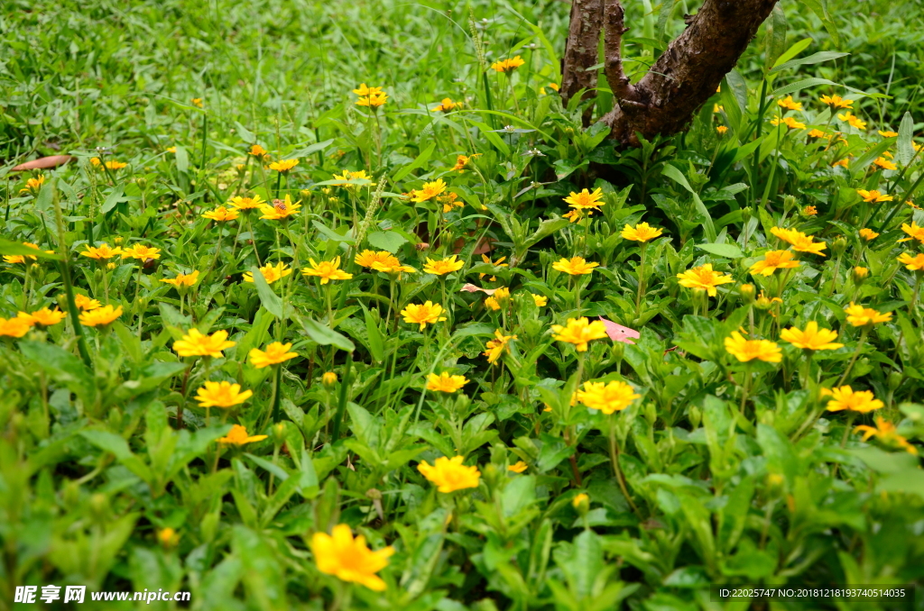 小黄花