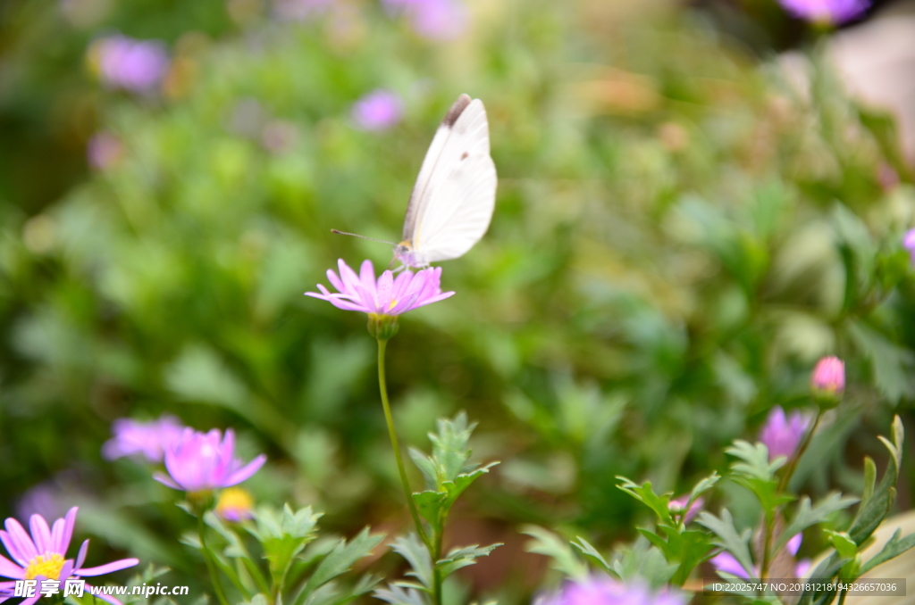 荷兰菊 蝴蝶与花朵