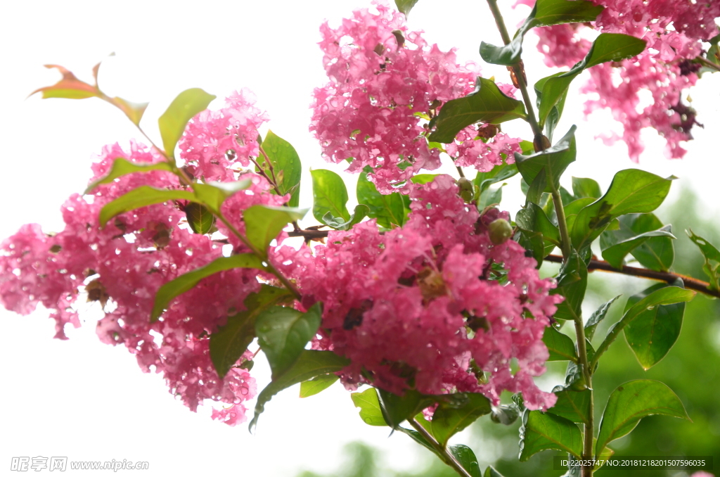 紫薇花