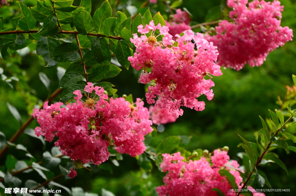 紫薇花
